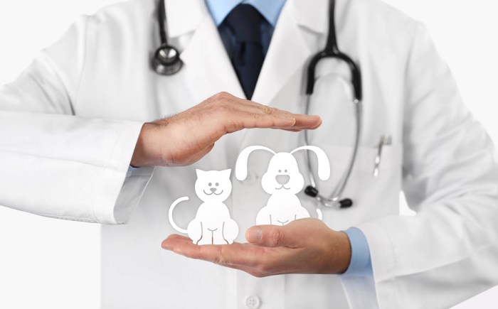 Best Cheap Pet Insurance Of 2023 – Forbes Advisor